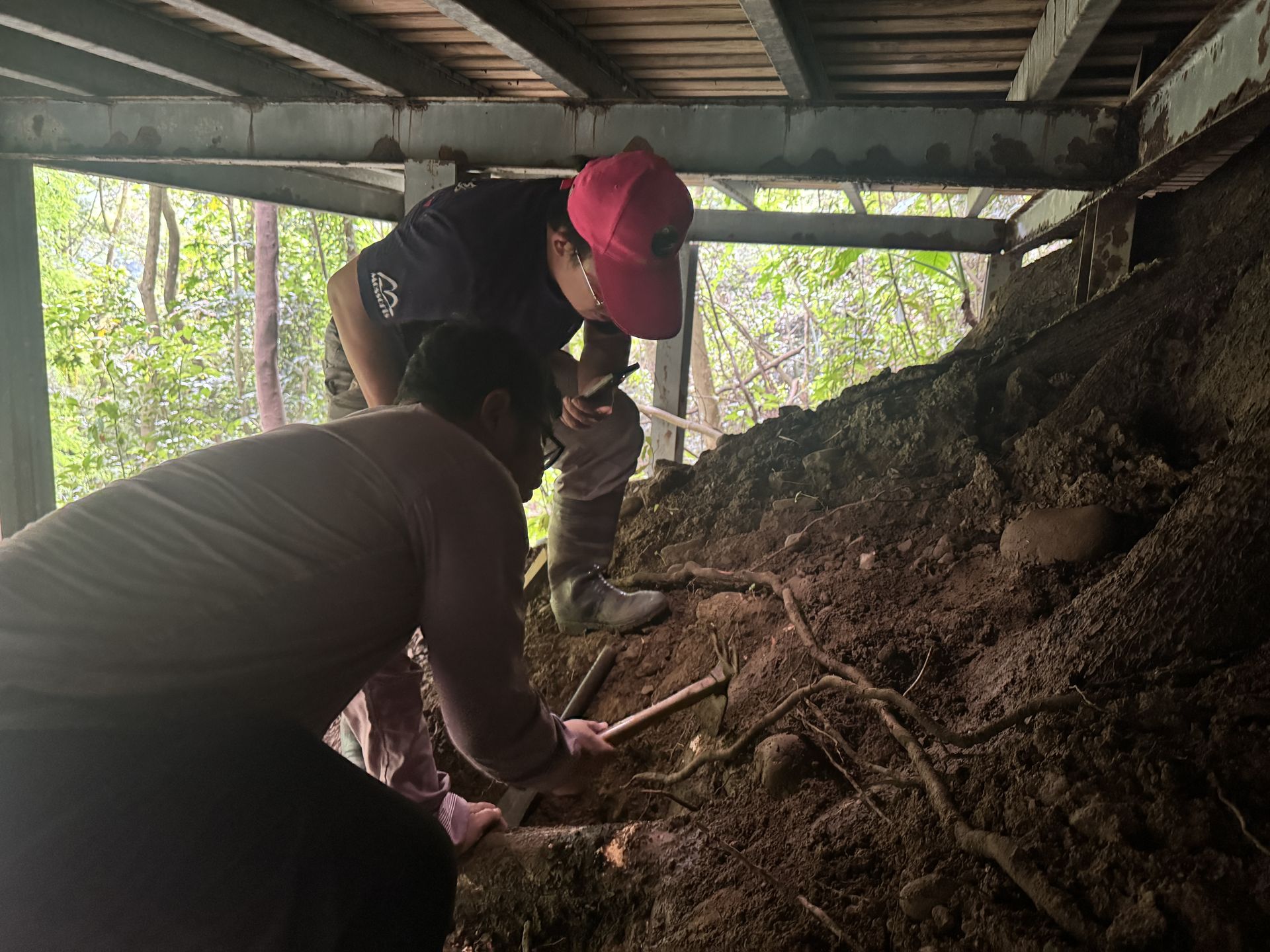挖掘採樹根檢體，左峯哥、右傅春旭老師