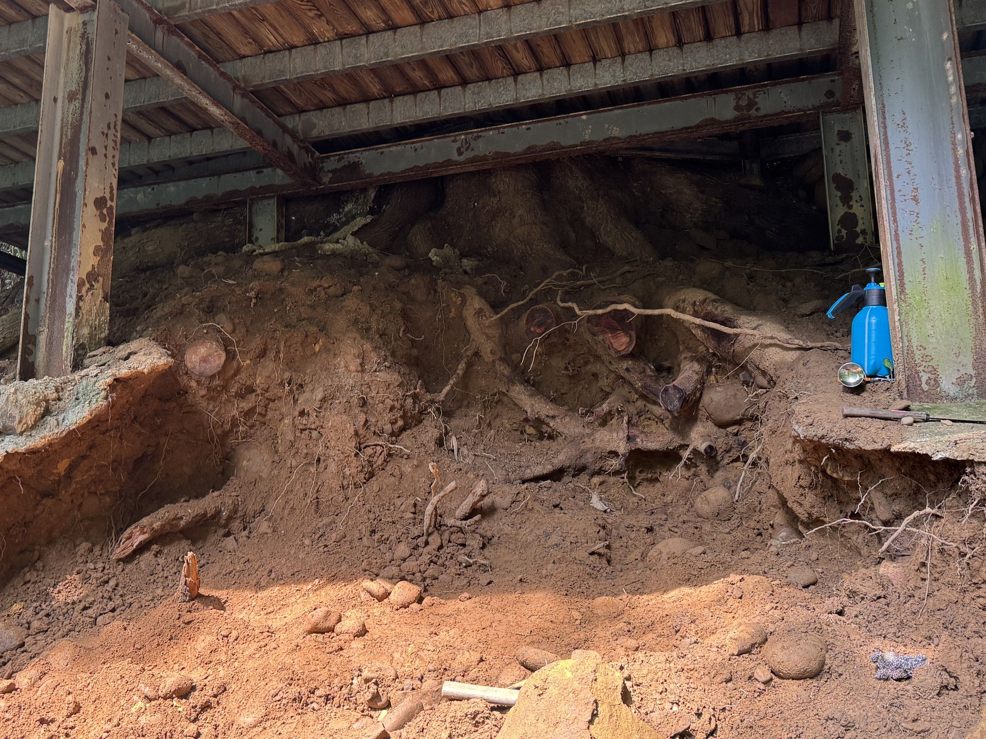 移除病樹並切除樹根