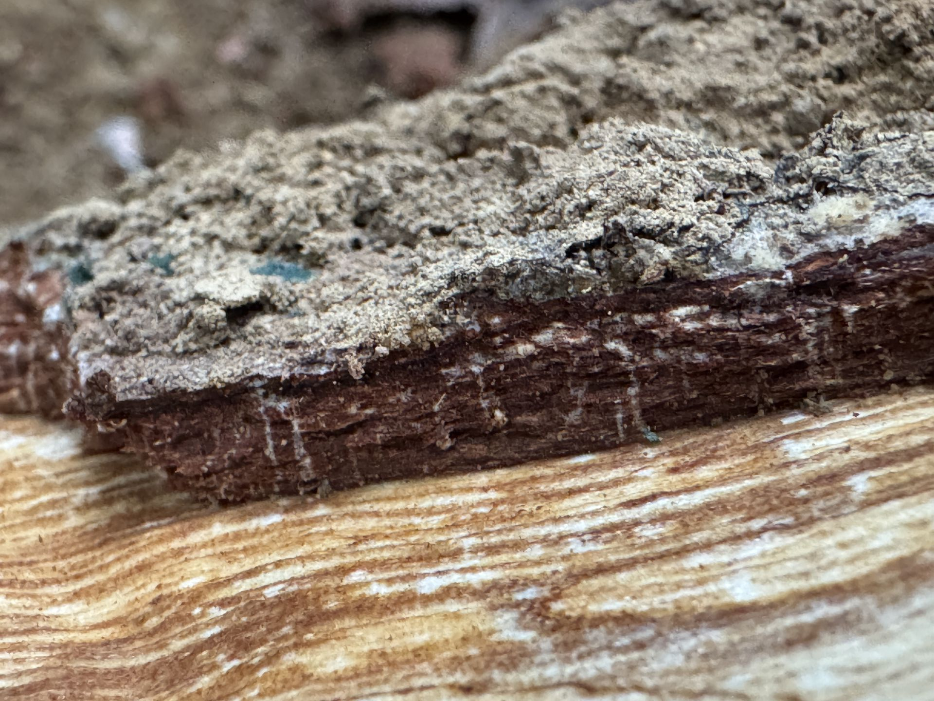 褐根病病根入侵